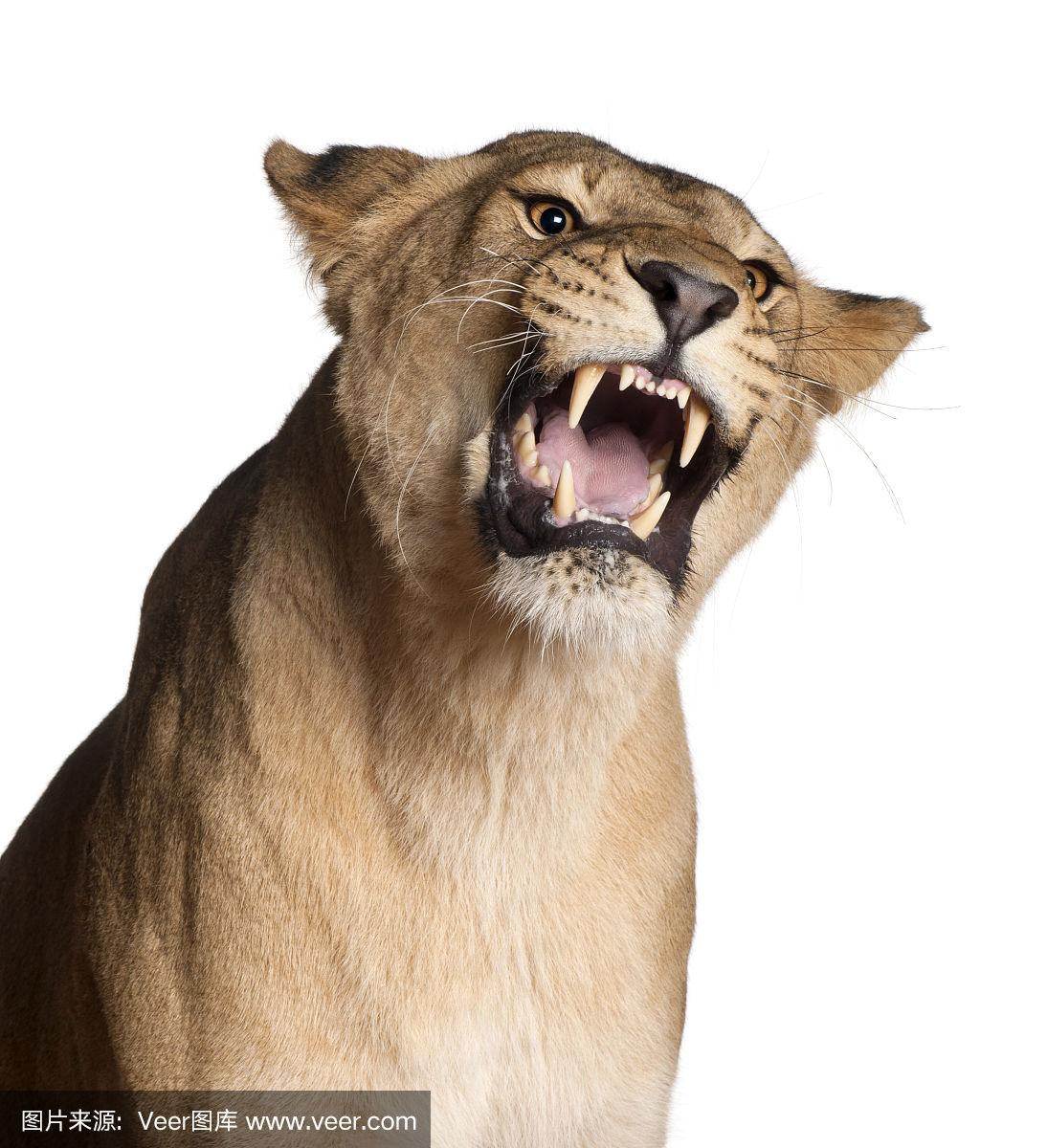 开云体育下载-白色英雄主场，守狮子大门扇开前途歌声昂扬的简单介绍