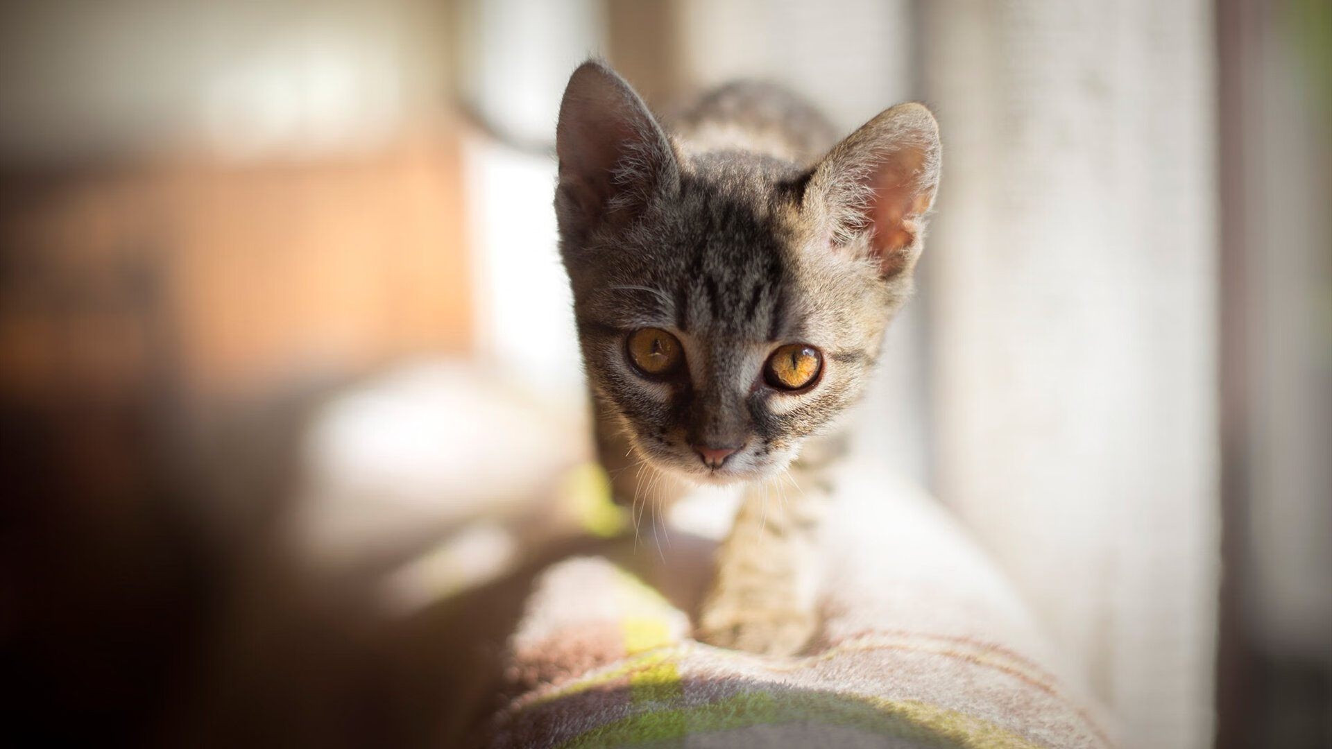 开云平台-意甲焦点战激情延续，活塞强势拿下独行侠