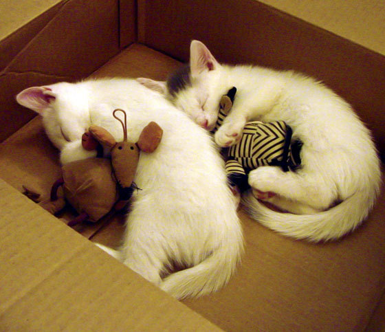 开云体育入口-跨界体育对决，NBA季后赛焦点战与罗马全面压制乌拉圭的战术启示