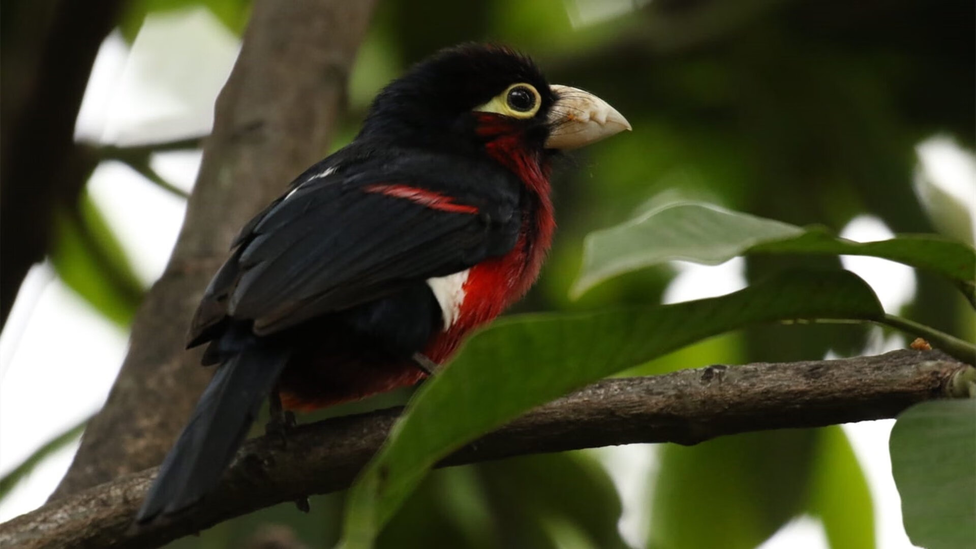 开云体育平台APP-奥亚尔萨瓦尔梅开二度，佛罗伦萨关键战2-1突围秘鲁