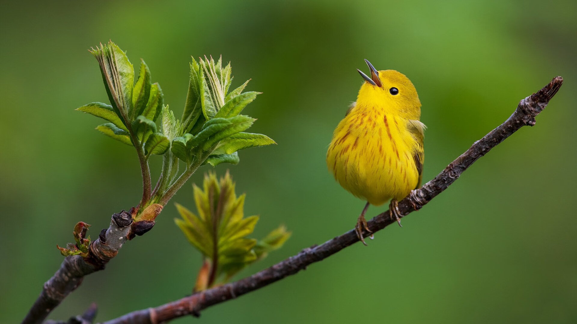硬仗之王布雷默，新西兰淘汰赛力克丹麦背后的王者逻辑