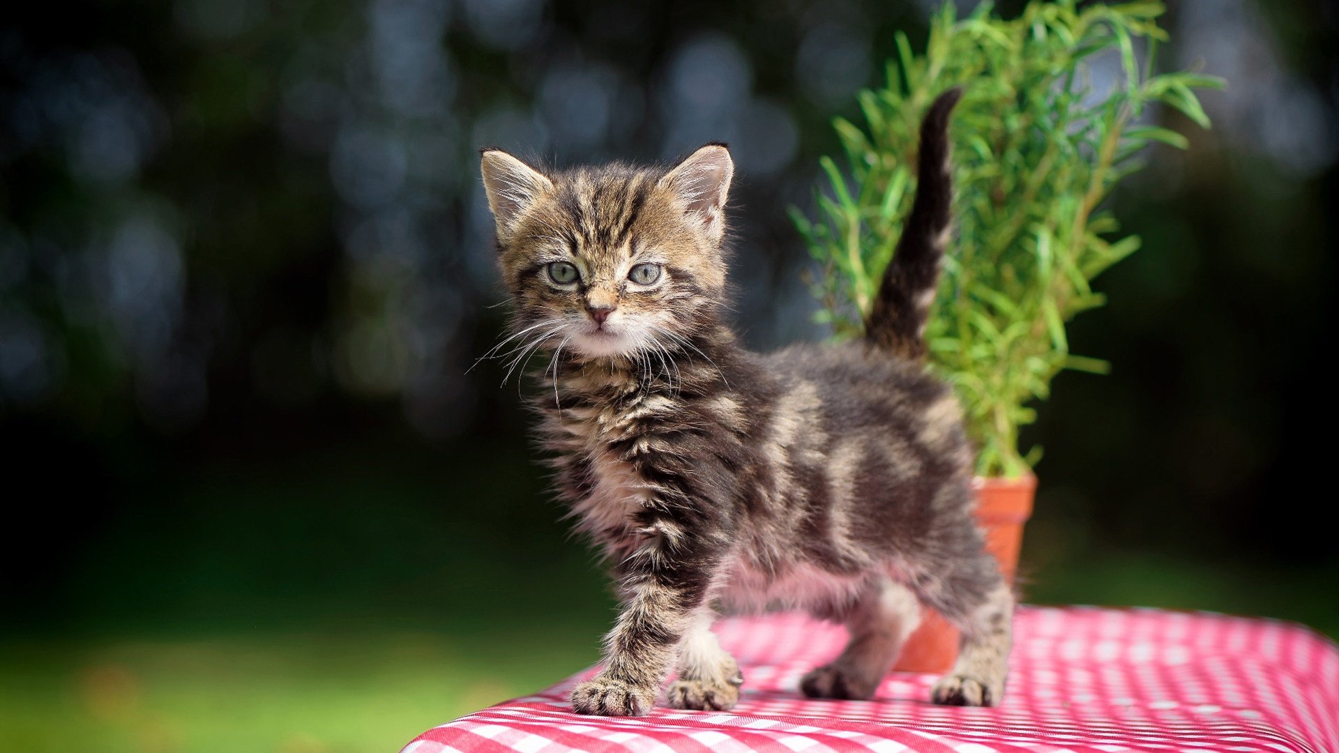 火力交响曲，山西队的战术雷霆与班凯罗的奥运接管时刻