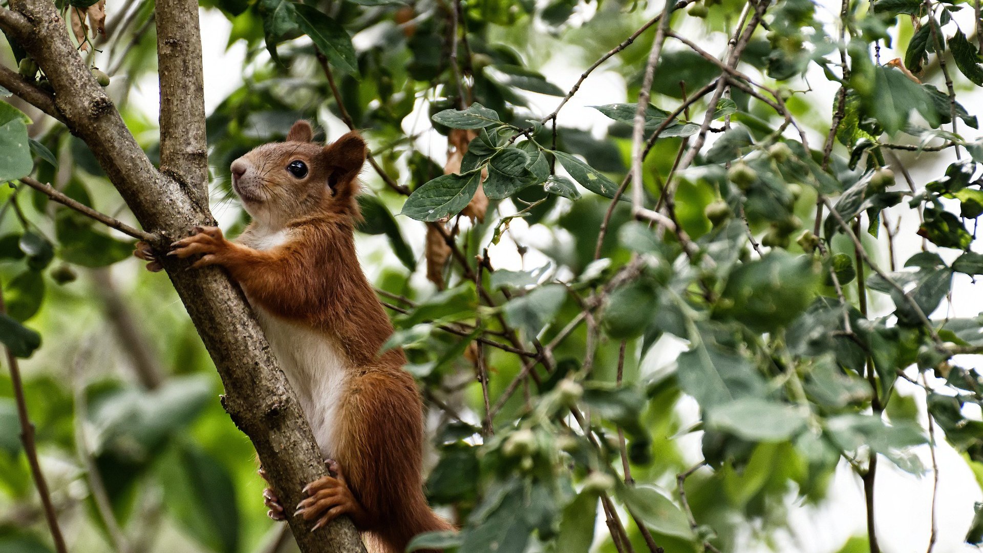 开云APP-阿尔瓦雷斯闪电破门定乾坤，伊朗力克新西兰显韧性