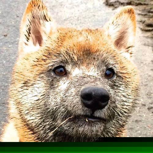 恩比德攻防转换显核心,开拓者末节发力带走公牛