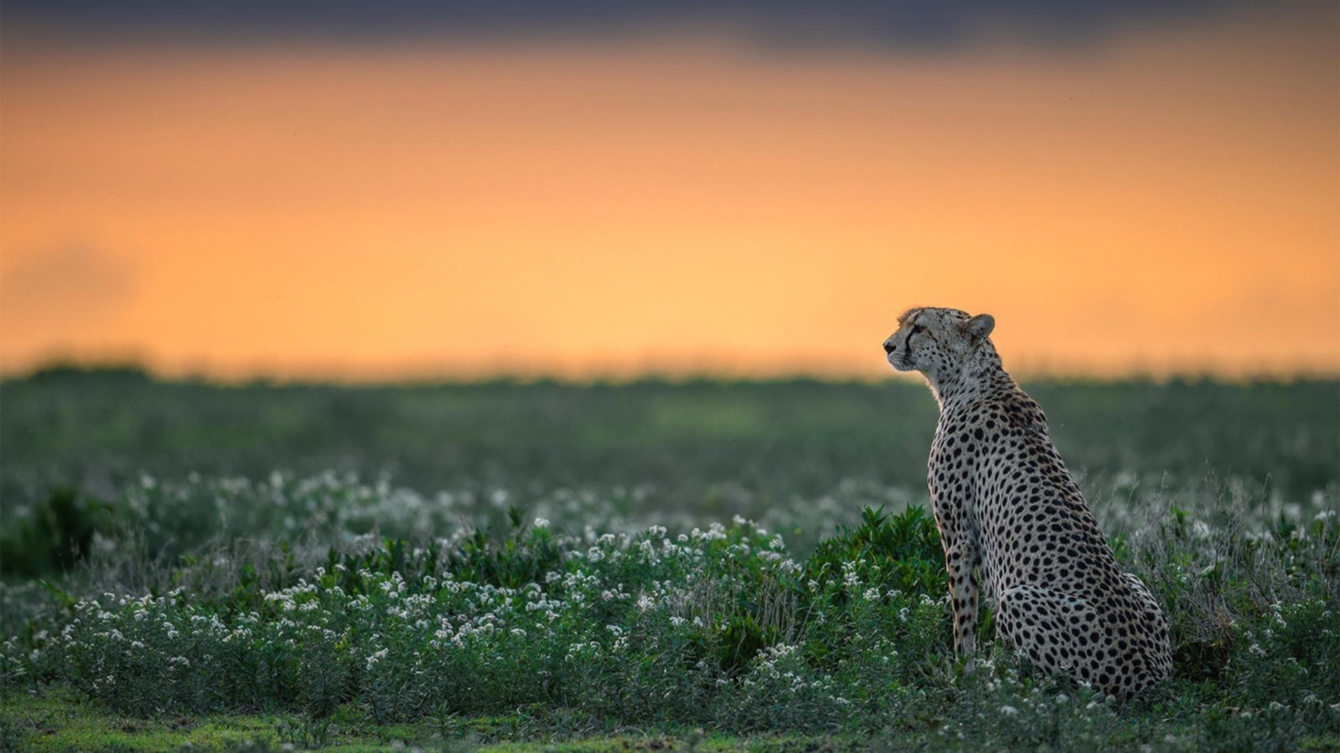 开云体育下载-卢卡库，当非洲雄风遇上维京战吼，他化身最稳定的输出机器
