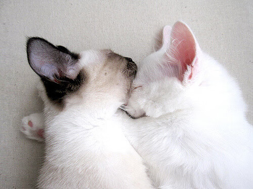 开云体育app-篮球跨界传奇，辽宁队斩落公牛，福克斯总决赛封神