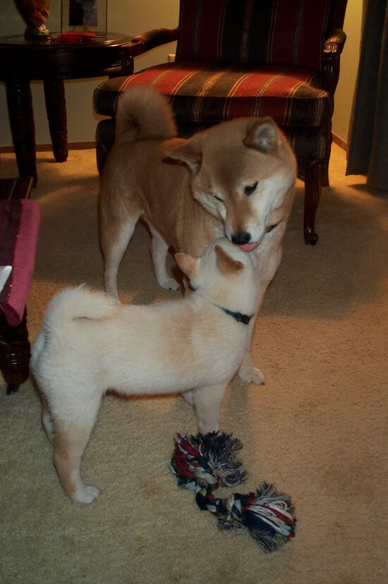 铁血意志终翻盘！锡安0.8秒绝杀定乾坤