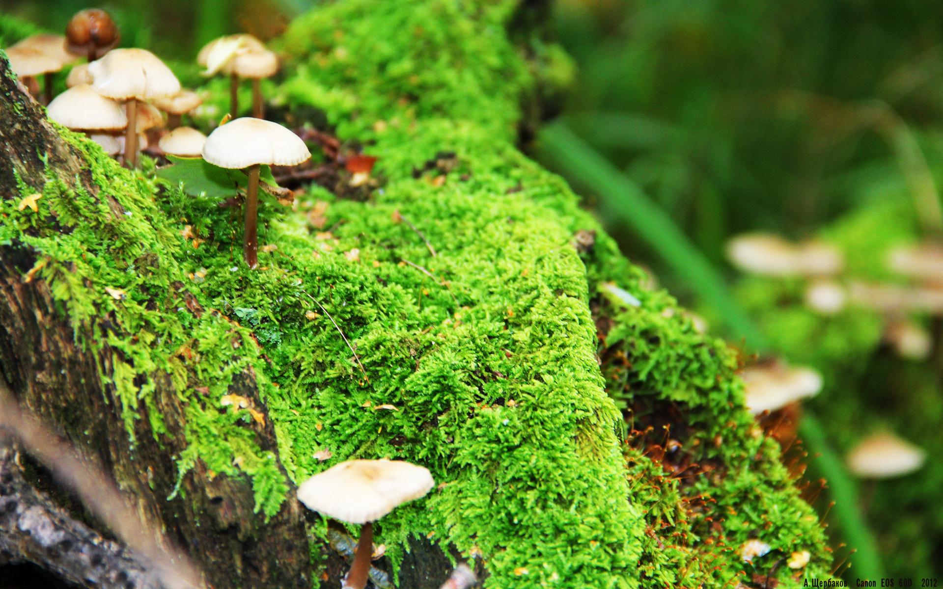 开云体育APP下载-两分钟奇迹，欧冠半决赛之夜，罗德里戈如何将悬崖边的皇马拉回王座