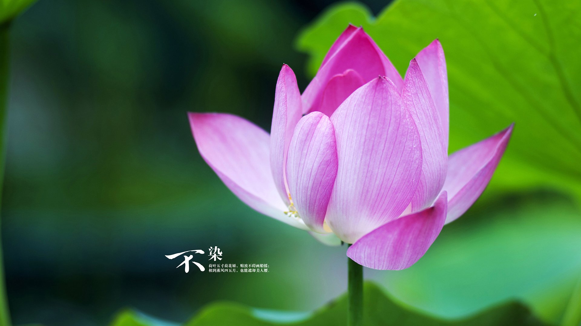 降鹰者，小贾伦是如何凭一己之力改写公牛与老鹰的系列赛走向的？