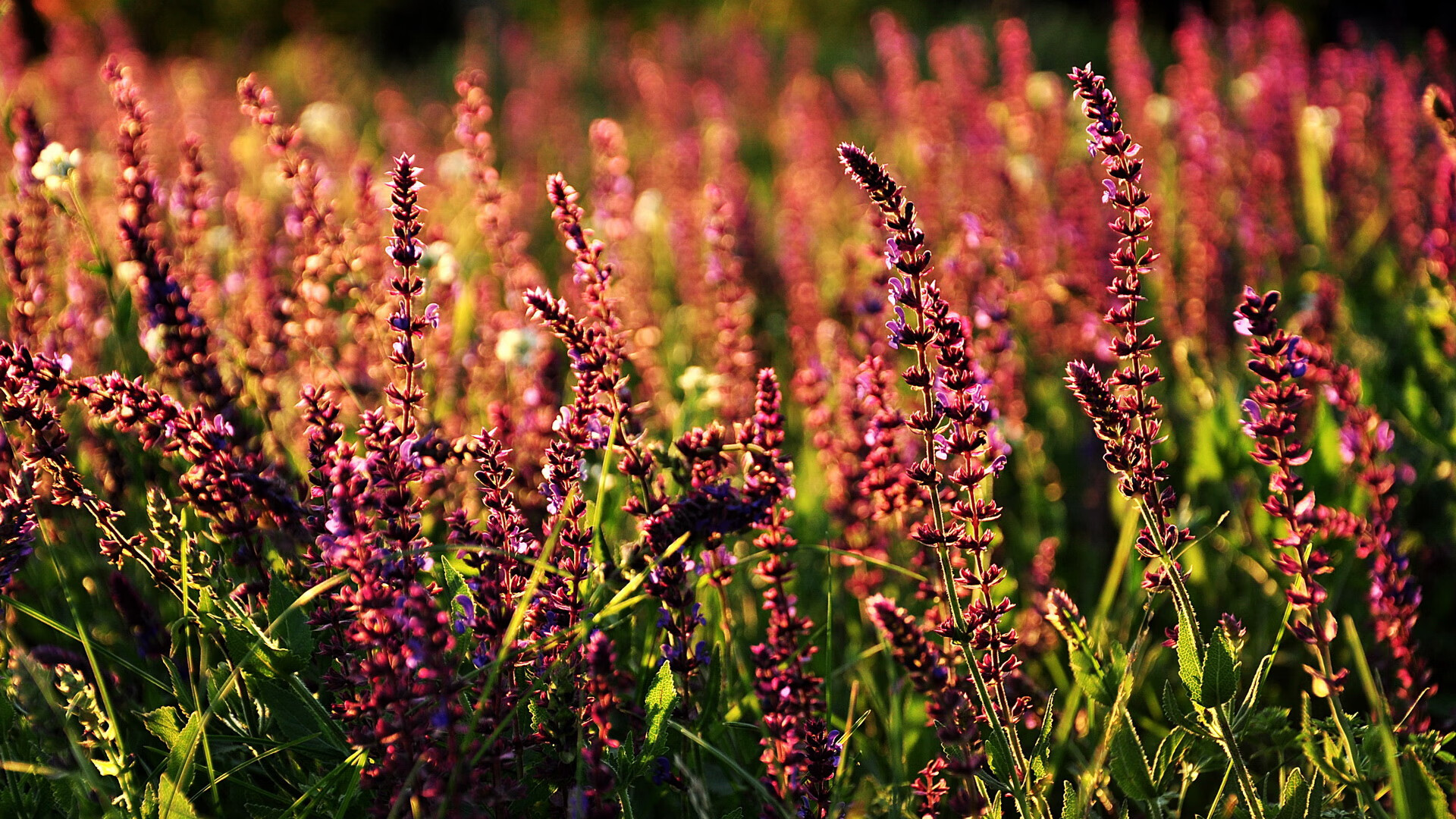 开云体育官网-勒沃库森争冠战击败利物浦，克瓦拉茨赫利亚闪耀全场