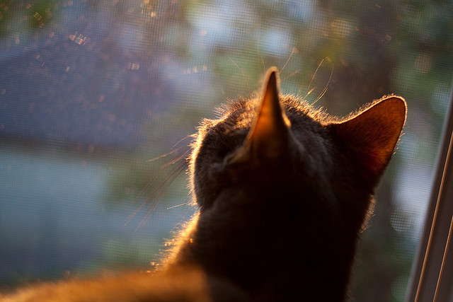冰与火的碰撞,拉梅洛·鲍尔以一己之力刺穿奥兰多的魔术之夜