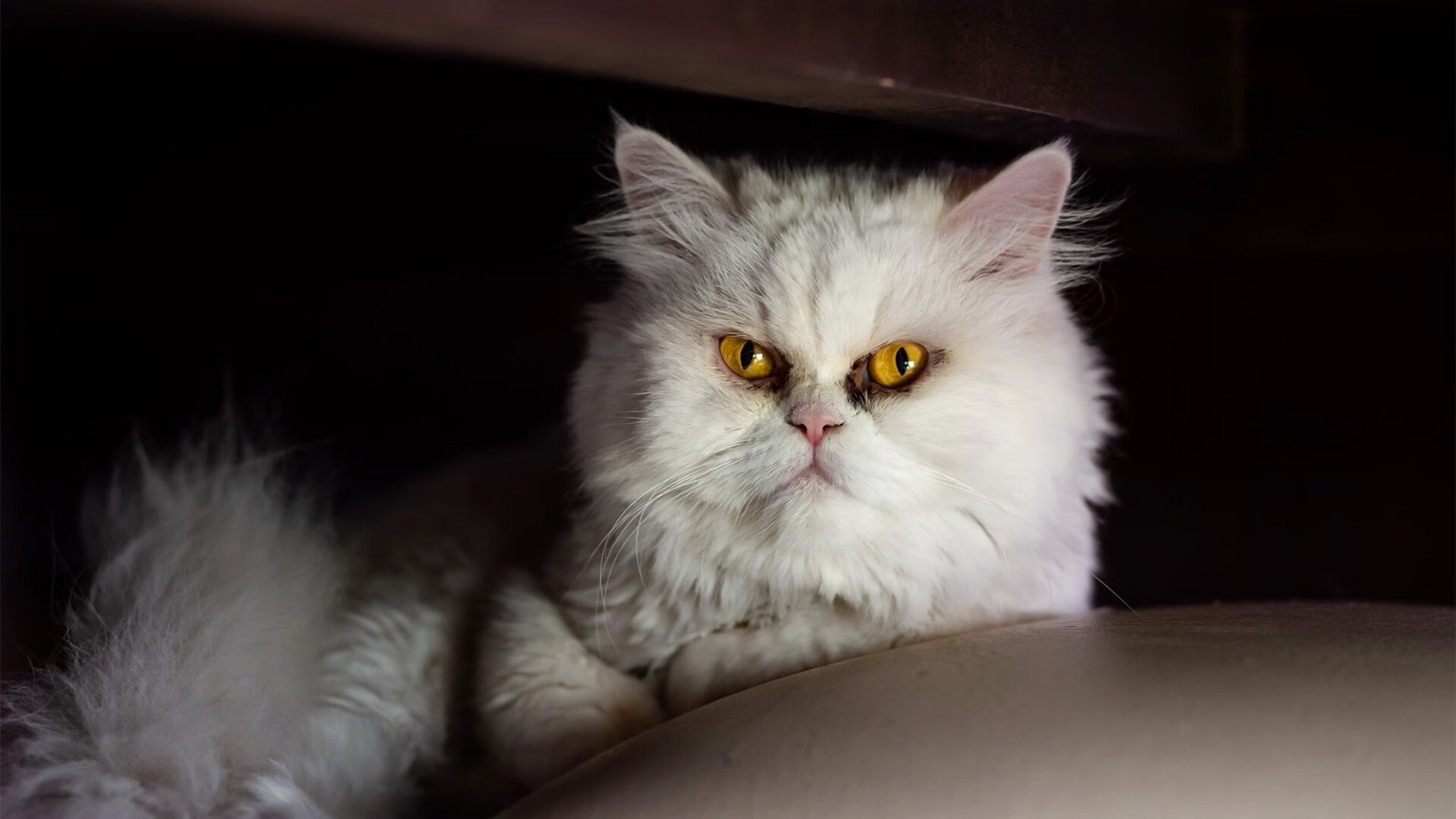 班凯罗引交响狂潮，群狼噬舟显真章