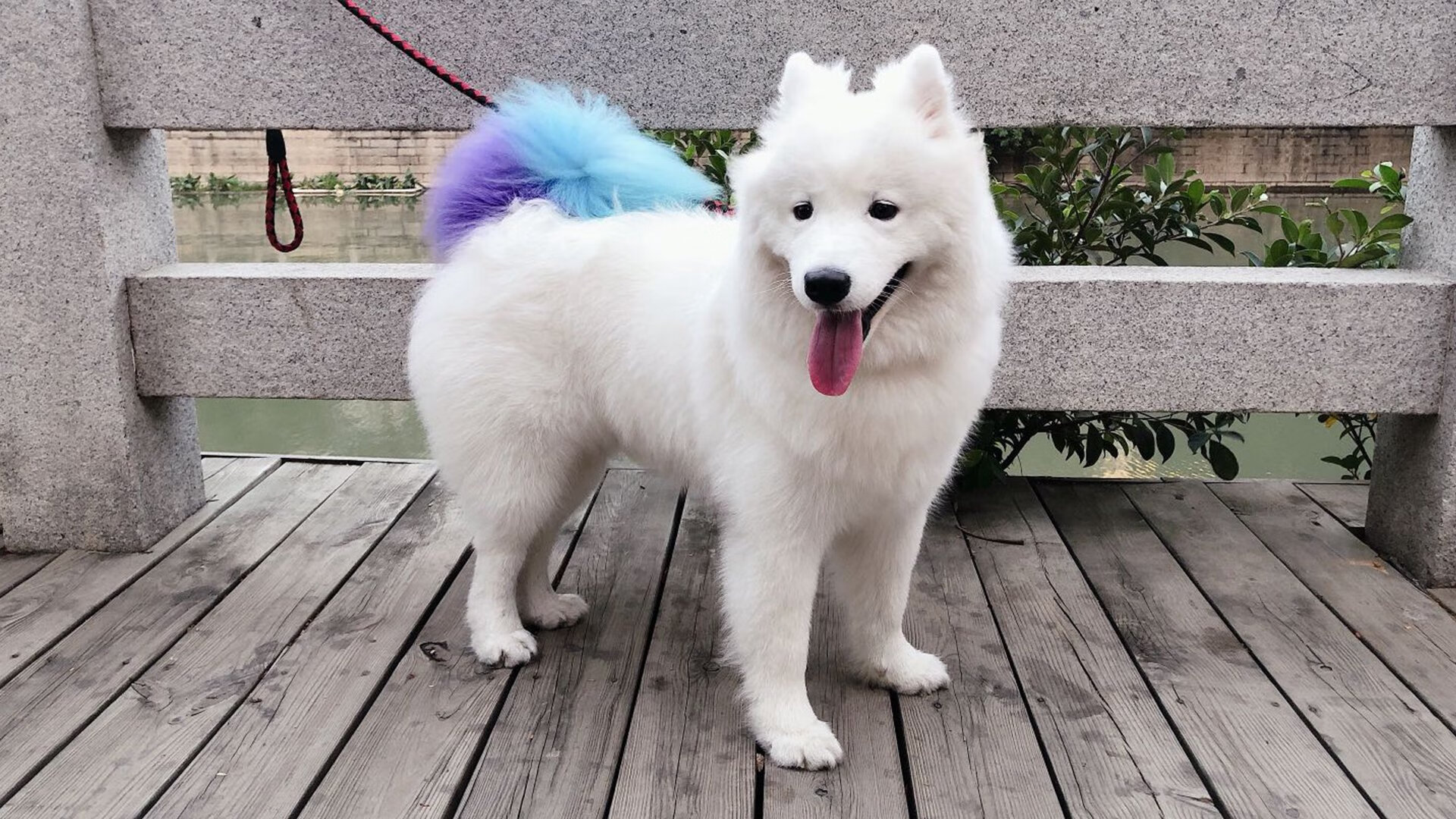 从密尔沃基到五棵松，字母哥的狂舞与北京队的铁壁—世界篮球多维度的较量