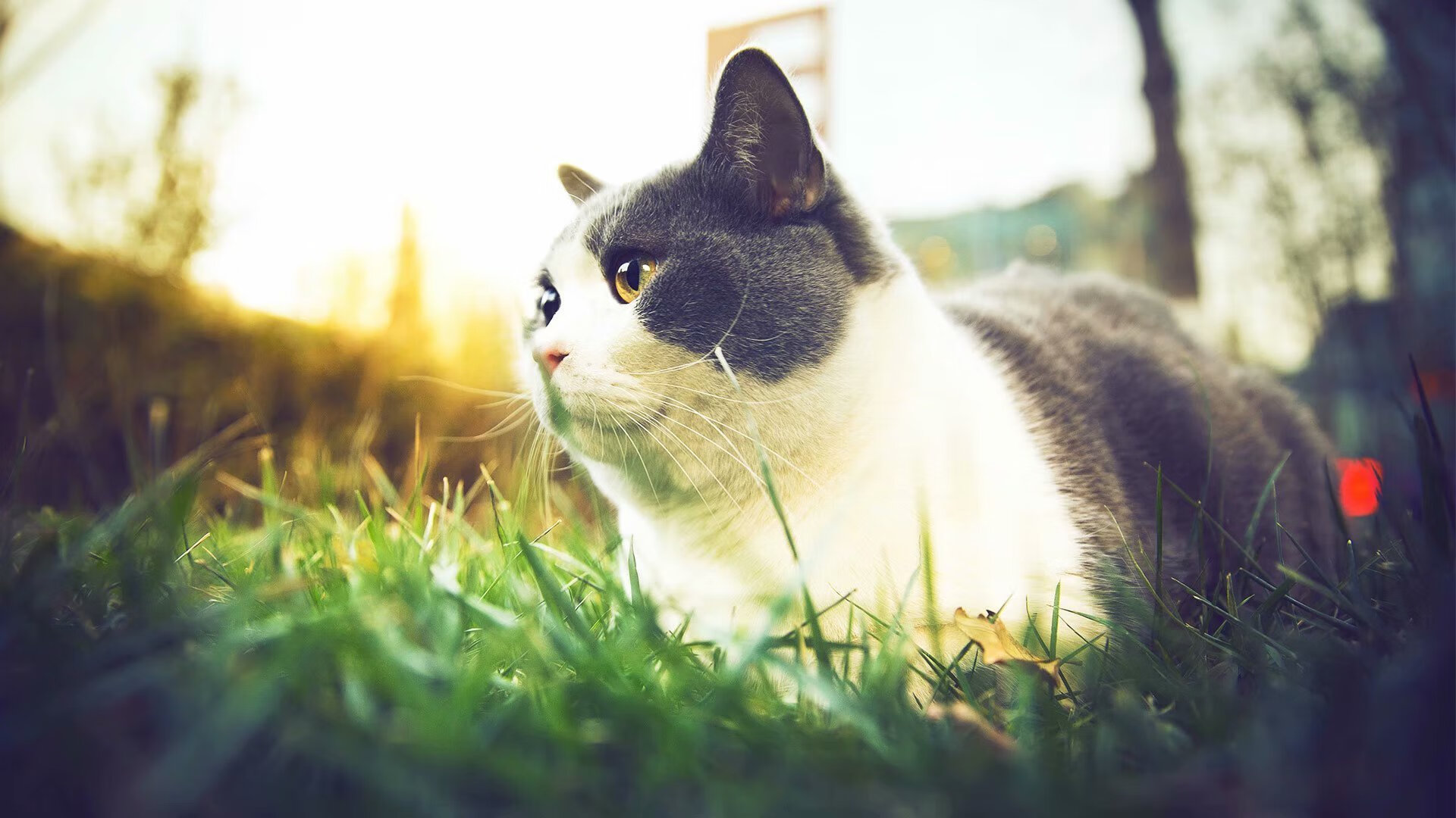 楚阿梅尼一锤定音，苏格兰无奈玻利维亚高原魔咒